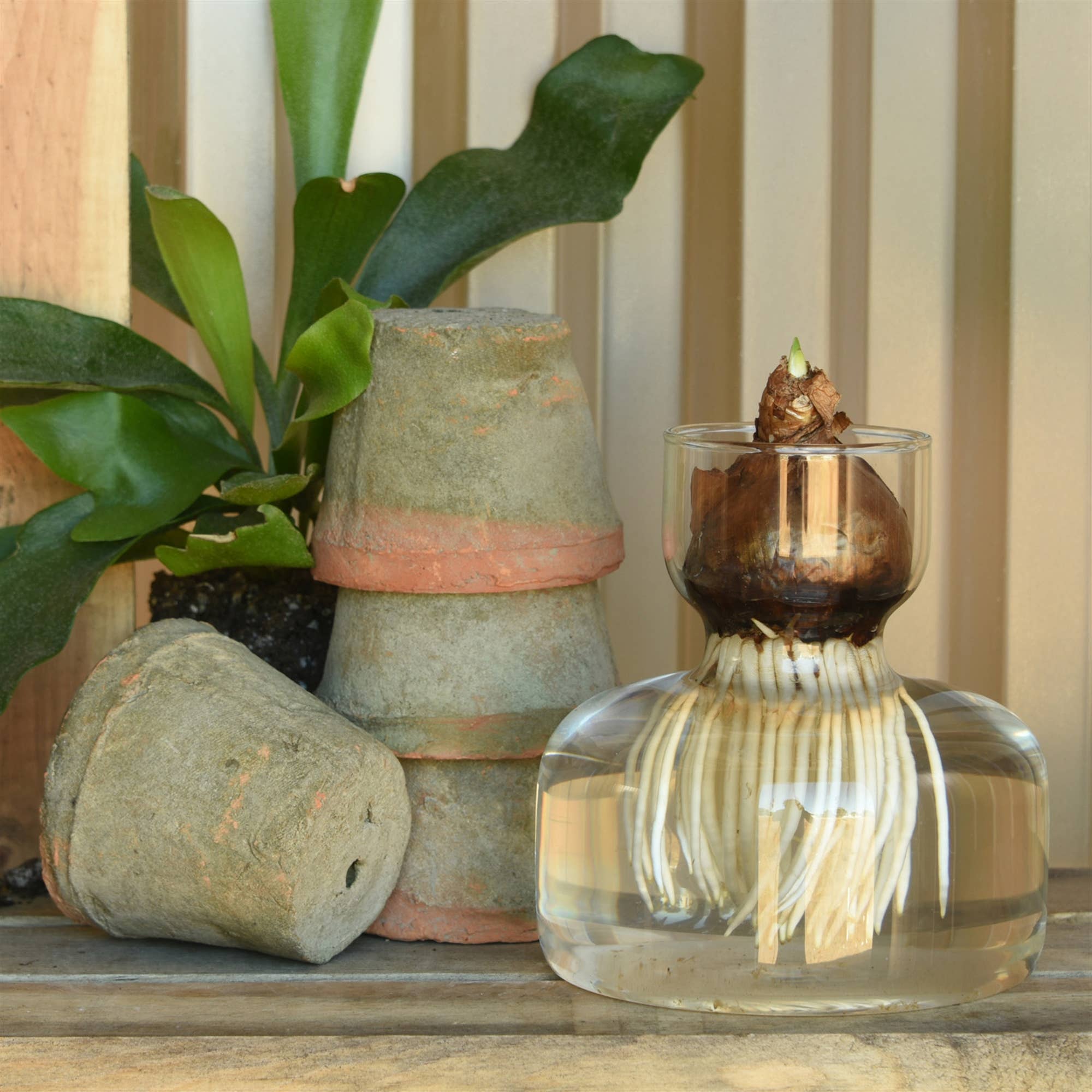 Bulb Vase, Wide Bottom, Glass - FORD + ELM