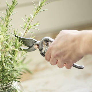 Hand using garden shears to trim a plant in a glass jar.