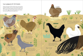 Illustrated book page about different types of chickens with text and color labels.