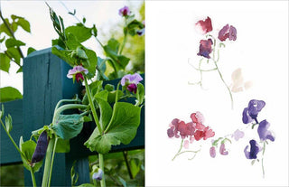 Becoming a Gardener : Catie Marron - Book