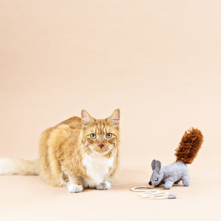 An orange tabby cat sits on a warm beige studio background next to a small gray and brown plush squirrel toy with a white string.
