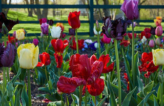 Becoming a Gardener : Catie Marron - Book