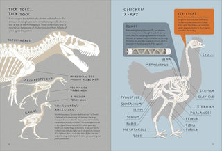 Illustration of a chicken skeleton and x-ray with labeled bones on a gray background.
