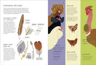 Illustrated book page about chicken feathers with text and diagrams.