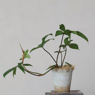 Potted plant on top of two books with a plain background