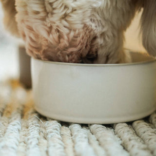 Dog eating from a white bowl on a textured surface