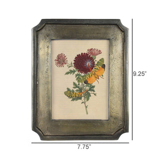 Framed botanical illustration with dimensions displayed
