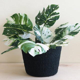 Black Scallop Basket