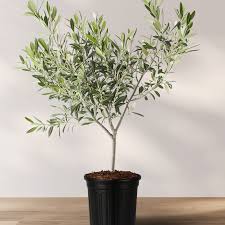 Little Olive Tree