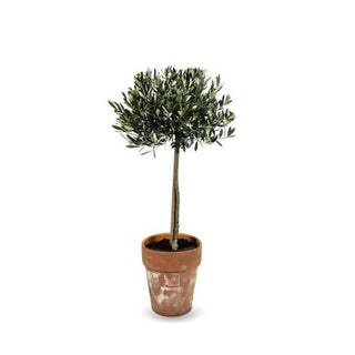 Olive Topiary