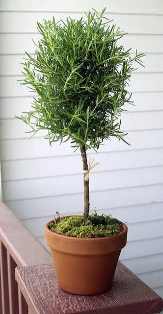 Rosemary Topiary